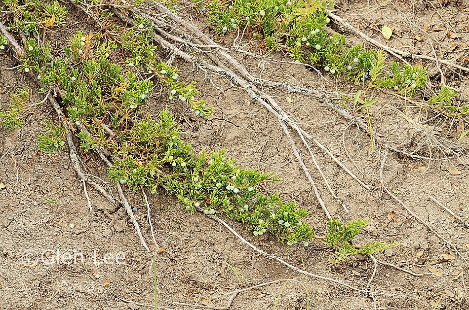 Juniperus horizontalis photos Saskatchewan Wildflowers